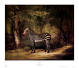 Zèbre Reproduction d'art par George Stubbs