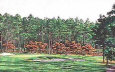 Pinehurst, 2nd Course, 17th Hole