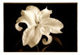 Casablanca Lilium Art Print by Sondra Wampler