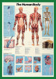 Os Affiches