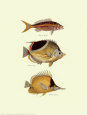 Tropical Fish I Lámina por Georges Cuvier