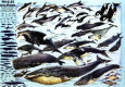 Whales and Dolphins Póster