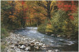 Ruisseau sylvestre Affiche