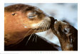 Focas Póster