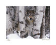 Wolves Posters