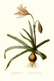Amaryllis Broussonetti Art Print by Georg Dionysius Ehret
