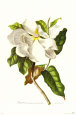 Magnolia Maxime Flore Art Print by Georg Dionysius Ehret