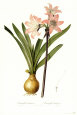 Amaryllis Belladonna Art Print by Pierre-Joseph Redouté