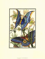 Schmetterling V Kunstdruck von William Henry Pearson