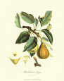 Pear Art Print by Pierre-Antoine Poiteau