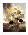 Ranunculus Art Print by Samuel Curtis