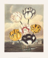 Tulips Art Print by Samuel Curtis