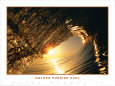 Golden Sunrise Curl Art Print by Woody Woodworth