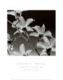 Orquídea Dendrobium Lámina por Steven N. Meyers