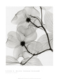 Fotografías en blanco y negro florales / de botánica Posters