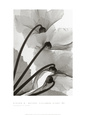 Cyclamen Study IV Art Print by Steven N. Meyers