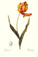 Tulipa Gesneria Art Print by Pierre-Joseph Redouté