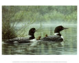 Northern Reflection, Loons Art Print by Don Li-Leger
