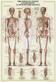 Skeletal System Poster