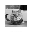 Cat Fish