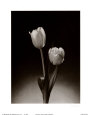 Tulipanes