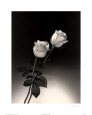 Rosas