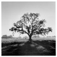 Oak Tree, Sunrise (Adams) Posters