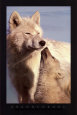 Wolf Harmony Art Print by Jim Brandenburg