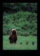 Mark Newman Posters