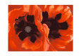 Oriental Poppies, c.1928 Serigraph by Georgia O'Keeffe