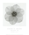 Daffodil II Art Print by Steven N. Meyers