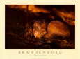 Peace in the Forest Art Print by Jim Brandenburg