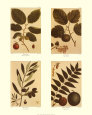 Quatre noix Reproduction d'art par Francois A. Michaux
