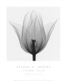 Triumph Tulip Impressão artística por Steven N. Meyers