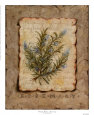 Vintage Herbs, Rosemary Lámina por Constance Lael