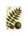 Noisetier noir Reproduction d'art par Francois A. Michaux