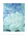 Rosa bianca con consolida maggiore Stampa artistica di Georgia O'Keeffe
