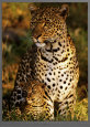 Leopard with Infant at Masai-Mara, Kenya Art Print by Michel & Christine Denis-Huot