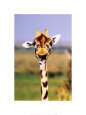 Giraffe Stampa artistica di Steve Bloom