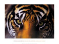 Les yeux de la déesse : tigresse de Sumatra Reproduction d'art par Charles Alexander