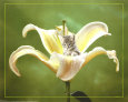 Kitten Poster