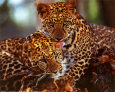 Leopardos Lámina