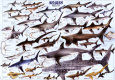 Requins Affiche