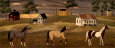 Caballos Lámina por Chris Palmer