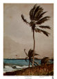 Palmera, Nassau Lámina por Winslow Homer