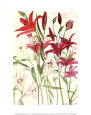 Lilies Art Print by Elizabeth Blackadder