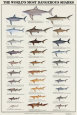 Los tiburones más peligrosos del mundo Lámina