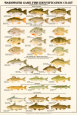 Warmwater Gamefish of North America Lámina