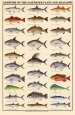 Poissons des eaux salées peu profondes Reproduction d'art