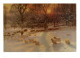 Ovejas y cabras Posters